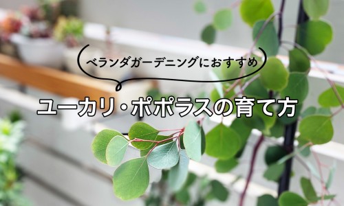 橙子脂肪含量多少-权威橙子热量高吗易长胖吗平台,分享专业橙子热量高吗减肥能吃吗知识_橙子脂肪含量网